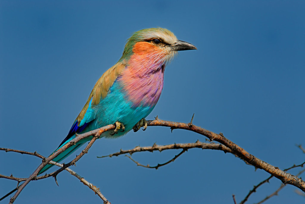 Namibia
